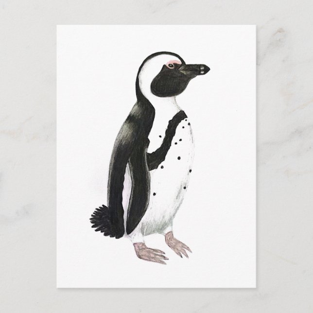 Afrikansk penguinpenna teckning vykort (Framsida)