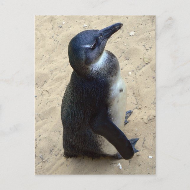 Afrikansk penquin vykort (Framsida)
