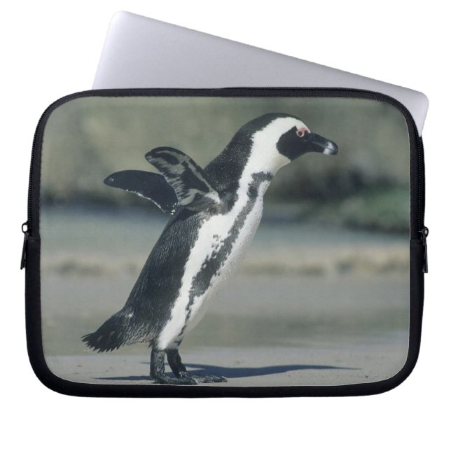 Afrikansk pingvin laptop sleeve (Framsidan)