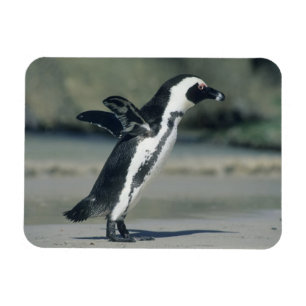 Afrikansk pingvin magnet