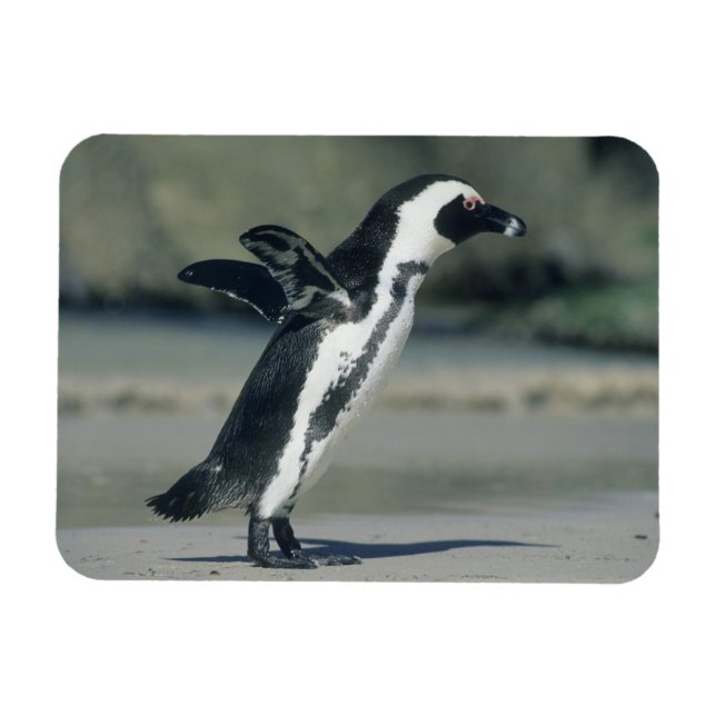 Afrikansk pingvin magnet (Horisontell)
