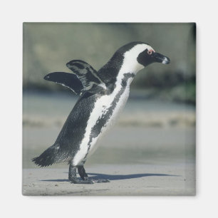 Afrikansk pingvin magnet