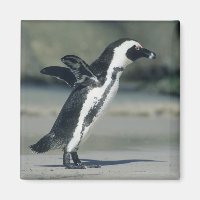 Afrikansk pingvin magnet (Framsidan)