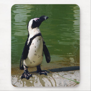 Afrikansk pingvin Mousepad Musmatta