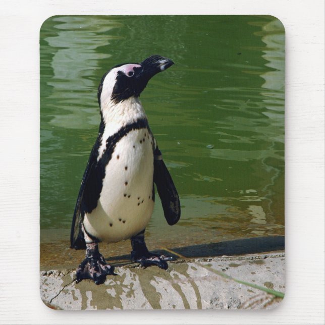 Afrikansk pingvin Mousepad Musmatta (Framsidan)