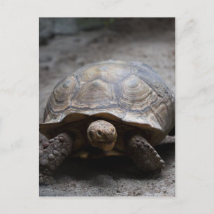 Afrikansk portfölj för skärpt tortoise vykort