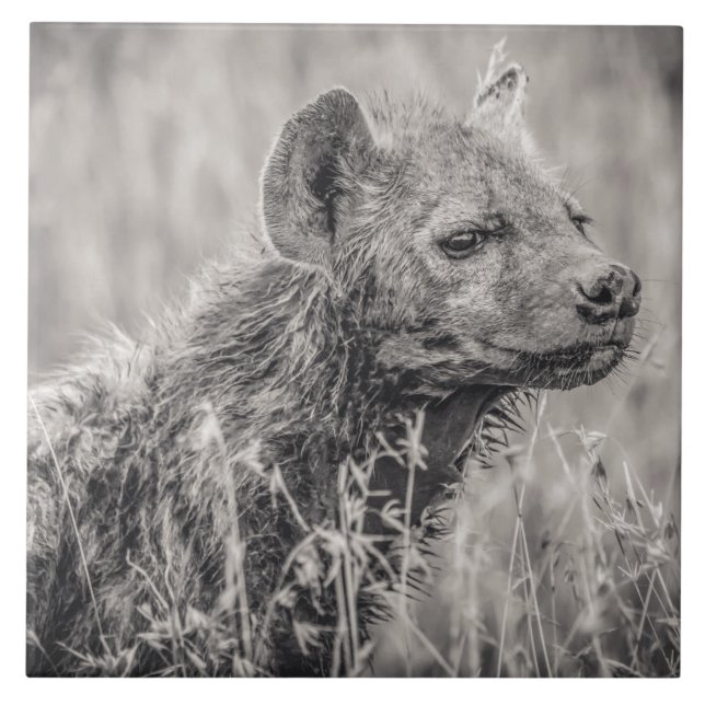 Afrikansk prickig Hyena Kakelplatta (Framsidan)