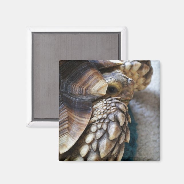 Afrikansk purred, Sulcata Tortoise Leg, Snäcka, An Magnet (Front/Back)