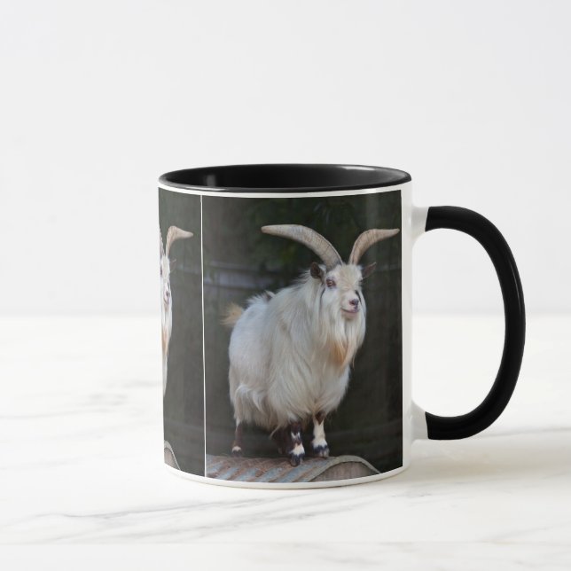 Afrikansk pygmégetmugg mugg (Höger)