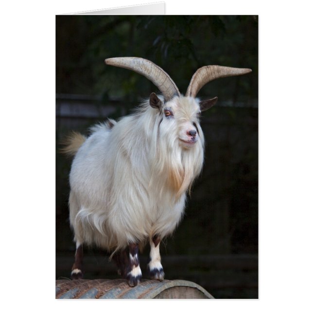 Afrikansk pygmy Goat Card Hälsningskort (Framsidan)