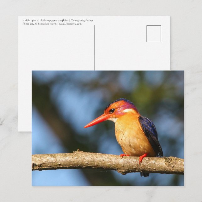 Afrikansk pygmy kingfisher vykort (Fram/baksida)