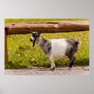 Afrikansk Pygmyget Poster