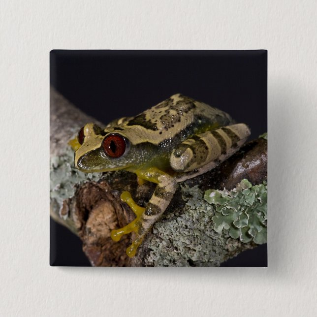 Afrikansk rödögd trädfrosk, Leptopelis Knapp (Framsida)