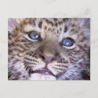 Afrikansk safari Destiny Cute Leopards Vykort