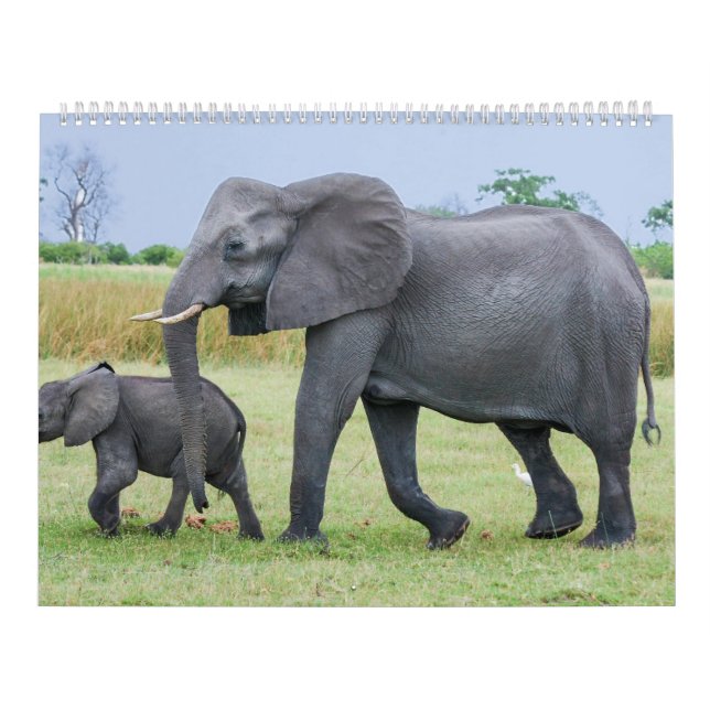 Afrikansk Safarikalender Kalender (Omslag)