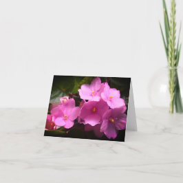 Afrikansk Saintpaulia Violetta Blommor Kort