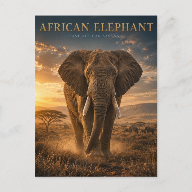 Afrikansk Savannelevande Elefant DJUR Vykort (Framsida)