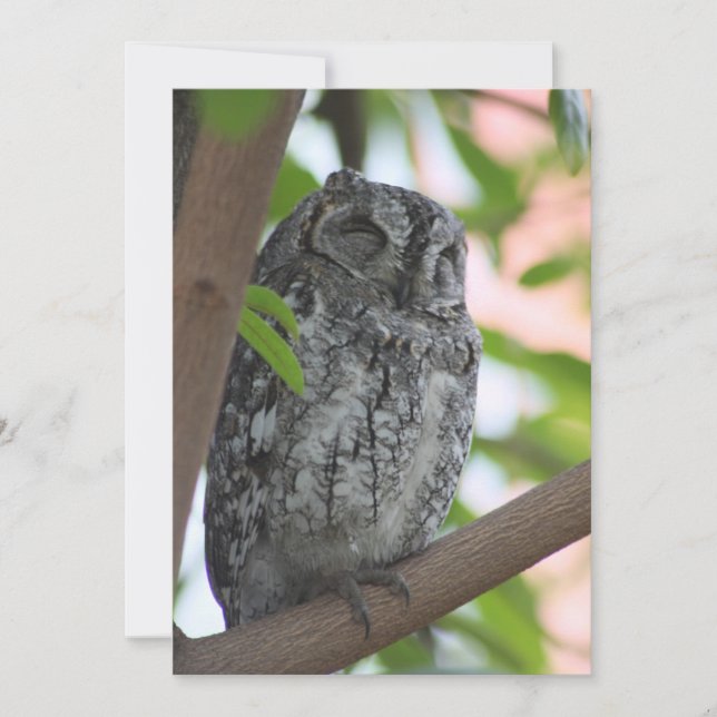 Afrikansk Scops uggla sover i träd Tack Kort (Framsida)