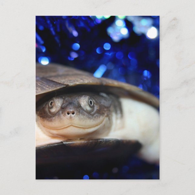 Afrikansk Sideneck Turtle Tittar inom stängda dörr Vykort (Framsida)