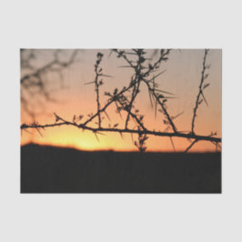 Afrikansk solnedgång med torny acacia träd silhuet