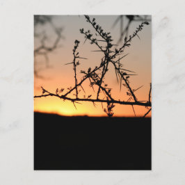 Afrikansk solnedgång med torny acacia träd silhuet helg vykort