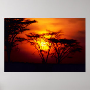Afrikansk solnedgång Poster