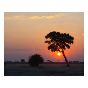 Afrikansk soluppgång fototryck