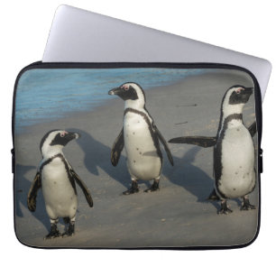 Afrikansk Spheniscus Demersus för pingvin Laptop Sleeve