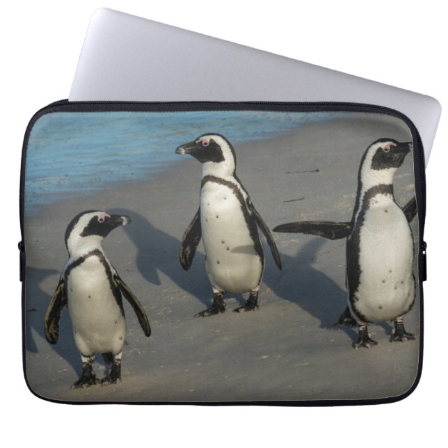 Afrikansk Spheniscus Demersus för pingvin | Laptop Sleeve (Framsidan)