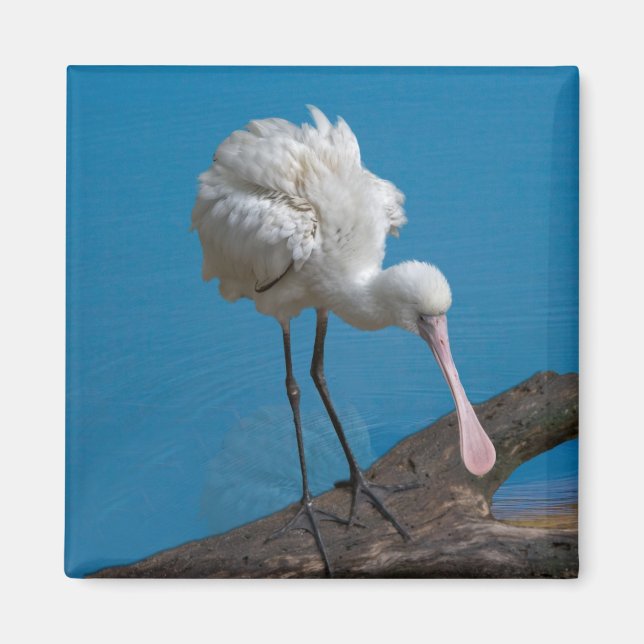 Afrikansk Spoonbill Magnet (Framsidan)