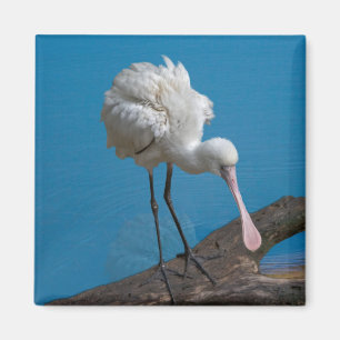Afrikansk Spoonbillmagnet Magnet