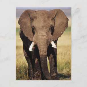 Afrikansk stäppelandfant vykort