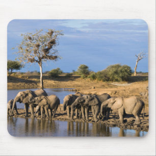 Afrikansk stäppelandfantilherde (Loxodonta African Musmatta