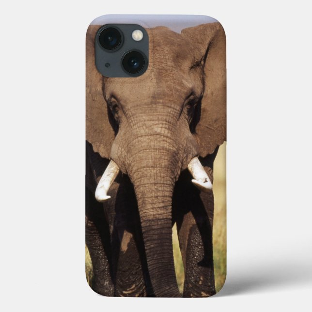 Afrikansk stäppelefant (Baksida)