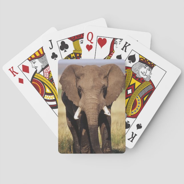 Afrikansk stäppelefant casinokort (Baksidan)
