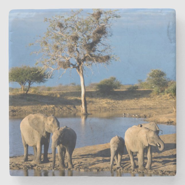 Afrikansk stäppelefant (Loxodonta africana) Underlägg Sten (Framsidan)
