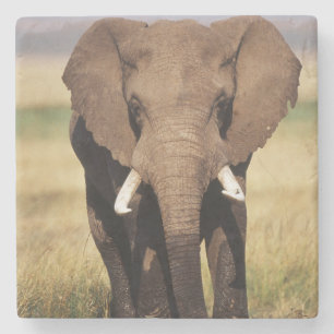 Afrikansk stäppelefant stenunderlägg