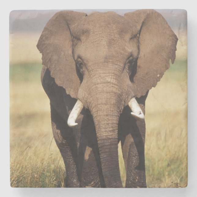 Afrikansk stäppelefant stenunderlägg (Framsidan)