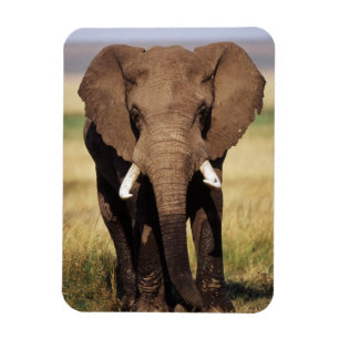 Afrikansk stäppselefant magnet