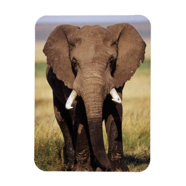 Afrikansk stäppselefant magnet (Vertikal)