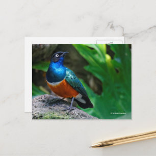 Afrikansk superb Starling Songbird Vykort