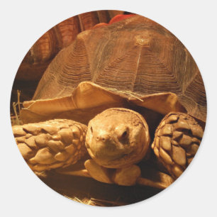 Afrikansk surt tortoise runt klistermärke