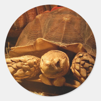 Afrikansk surt tortoise runt klistermärke