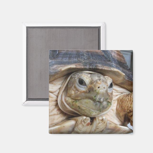 Afrikansk surt tortoise, Sulcata, nära Ansikte Magnet (Front/Back)
