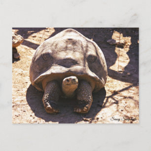 Afrikansk surt tortoise vykort