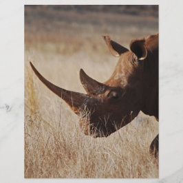 Afrikansk svart noshörning med stora horn