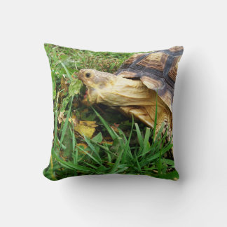 Afrikansk tortoise, Sulcata, Ätgräs Kudde