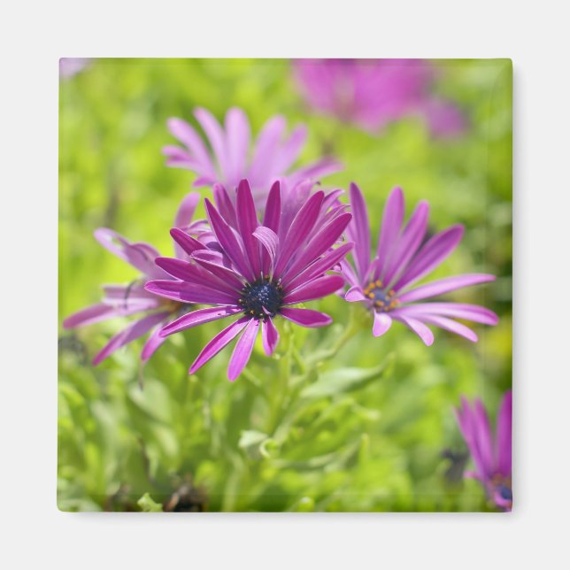 Afrikansk tusensköna blomma magnet (Framsidan)