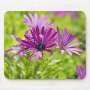 Afrikansk tusensköna blomma musmattor