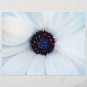 Afrikansk tusensköna blomma reklamblad